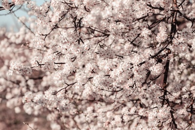 White cherry trees bloom during the day
